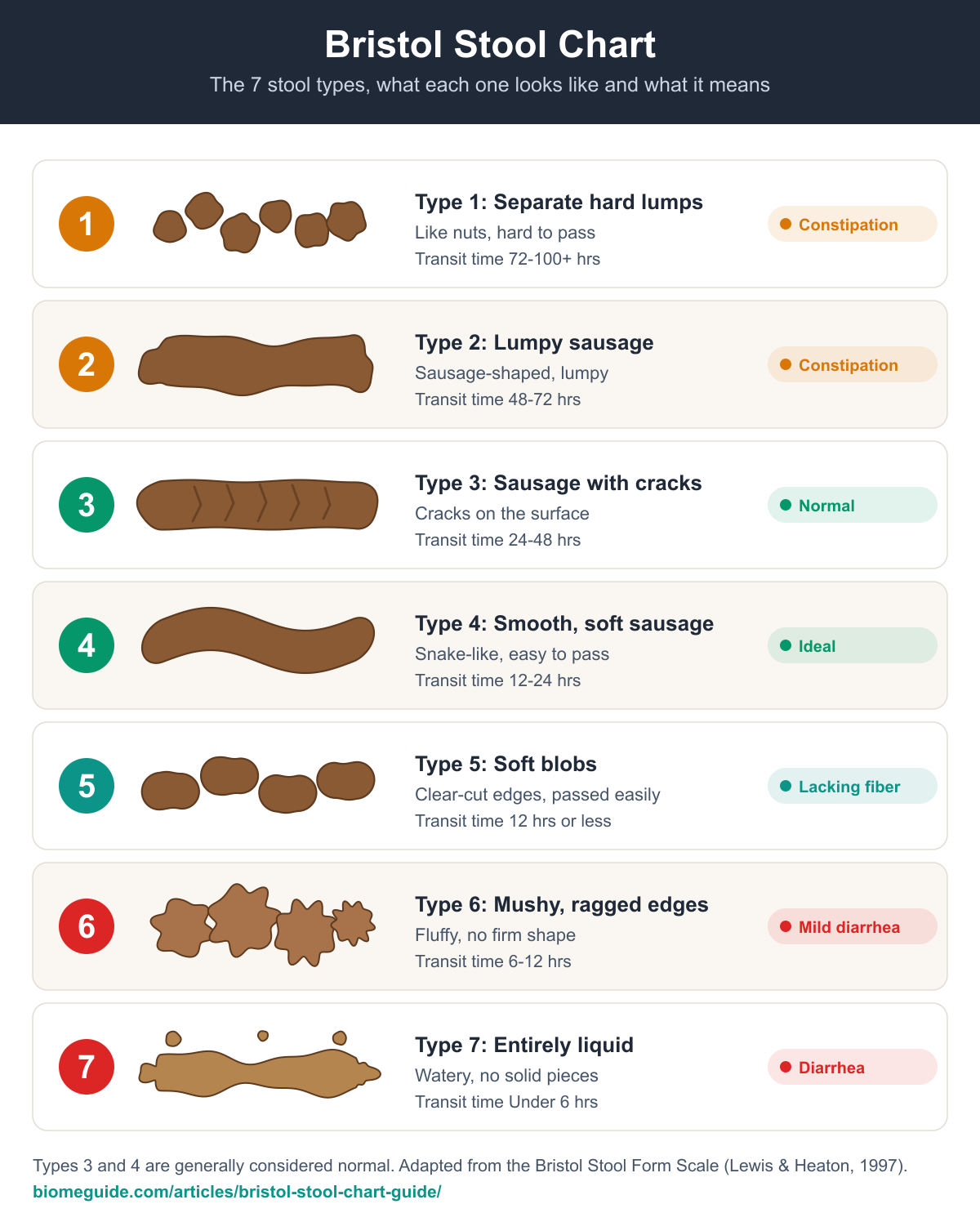 Bristol Stool Chart showing all seven stool types: Type 1 separate hard lumps, Type 2 lumpy sausage, Type 3 sausage with cracks, Type 4 smooth soft sausage, Type 5 soft blobs with clear-cut edges, Type 6 mushy pieces with ragged edges, and Type 7 entirely liquid.