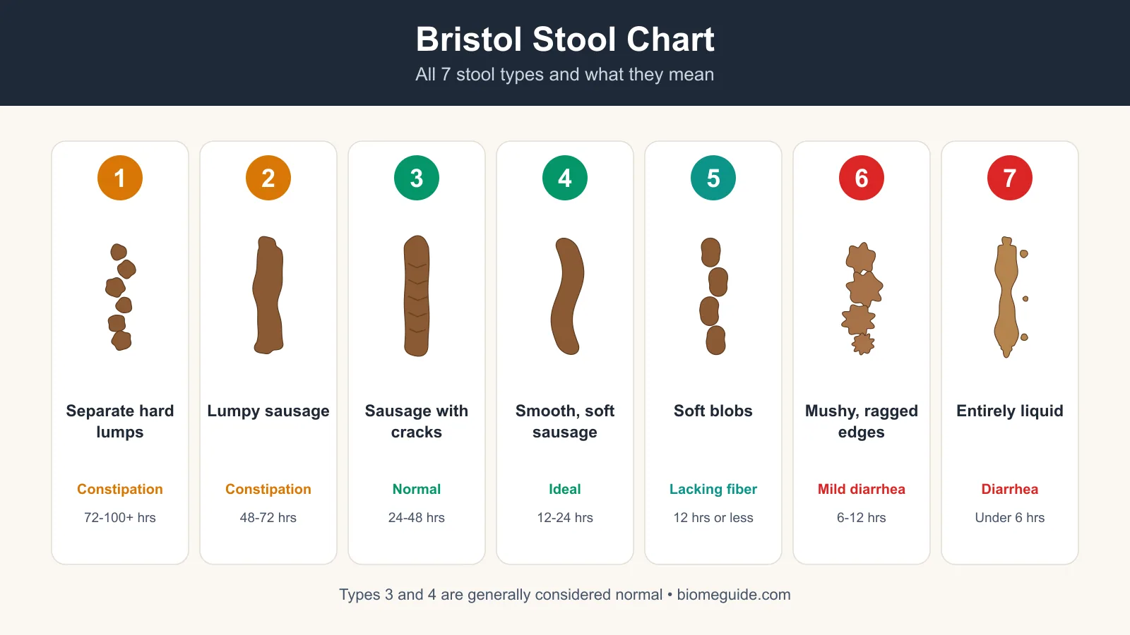 Bristol Stool Chart showing all seven stool types, from Type 1 hard separate lumps to Type 7 entirely liquid, grouped as constipation, normal and diarrhea.