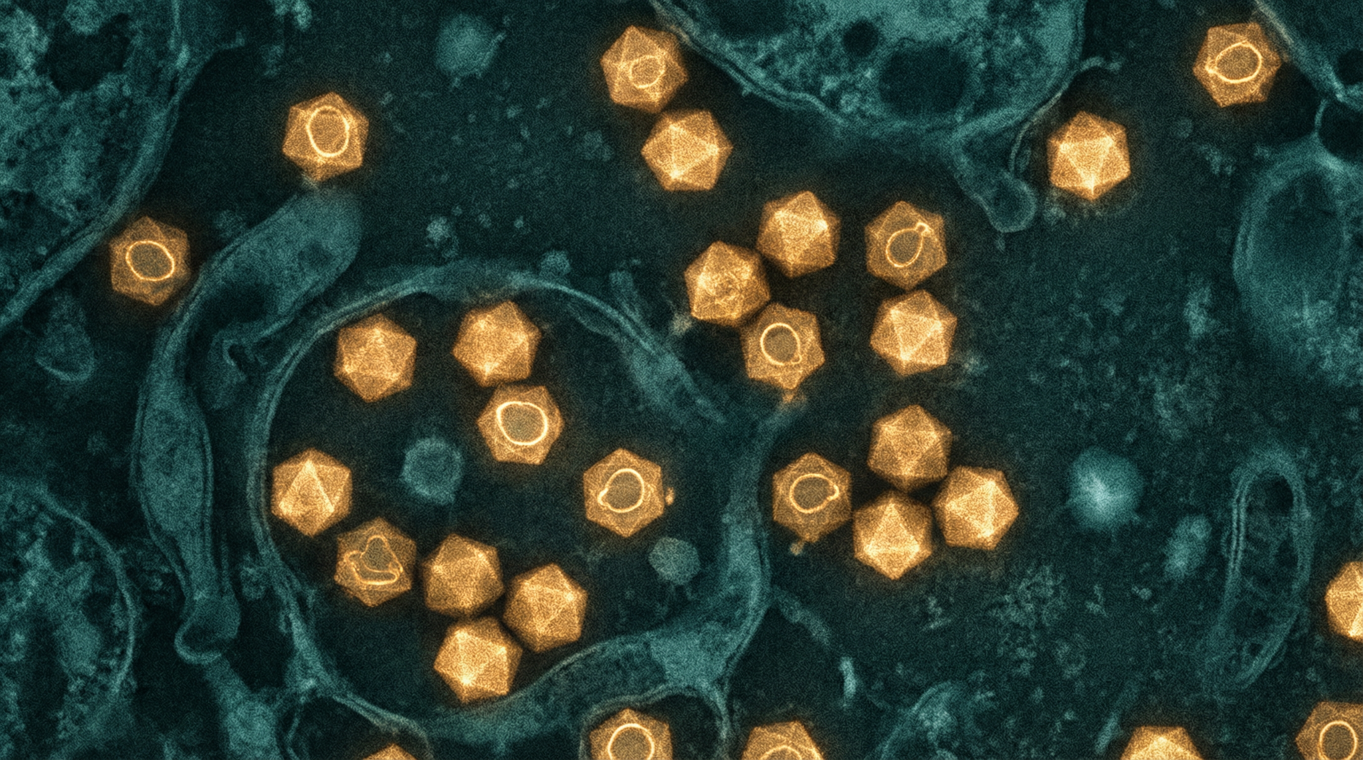 Scientifically accurate microscopy-style illustration of Anelloviridae showing its characteristic small non-enveloped icosahedral virus particle (approximately 30nm)