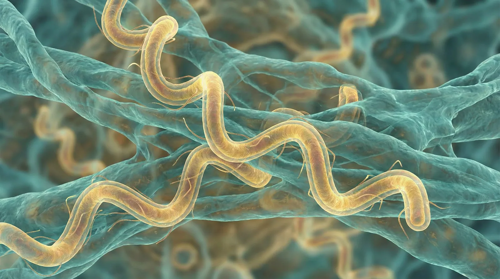 Scientifically accurate microscopy-style illustration of Borrelia burgdorferi showing its characteristic gram-negative spirochete with loose irregular helical coils and periplasmic flagella
