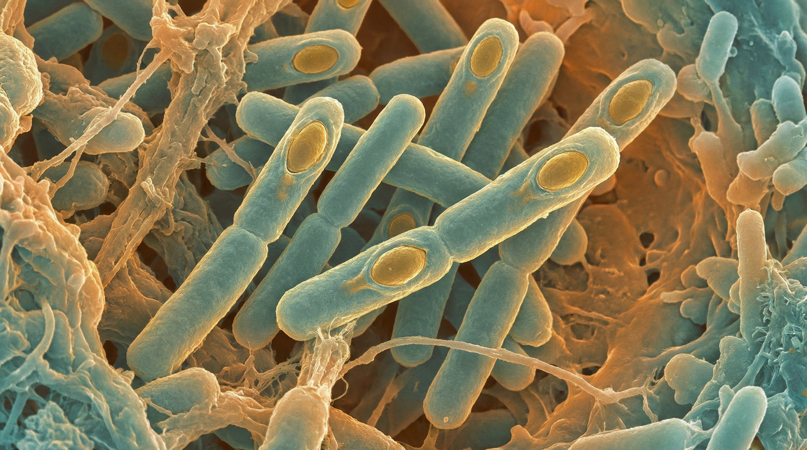 Scientifically accurate microscopy-style illustration of Clostridium butyricum showing its characteristic gram-positive rod-shaped spore-forming anaerobic bacterium with oval subterminal spores