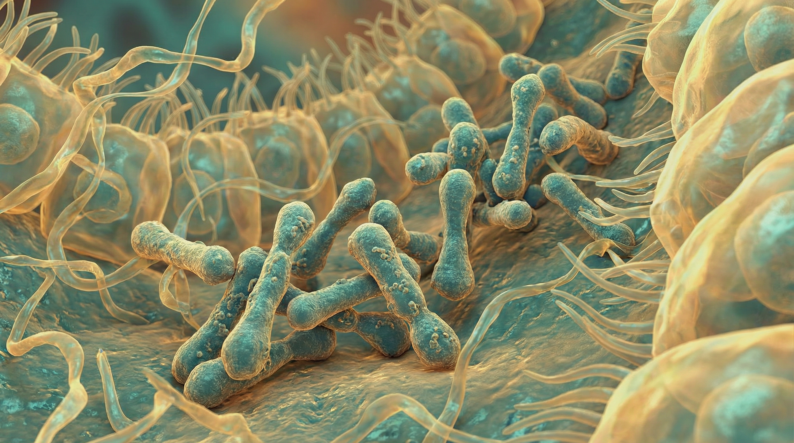 Scientifically accurate microscopy-style illustration of Corynebacterium accolens showing its characteristic gram-positive club-shaped rod bacterium with irregular arrangements resembling Chinese letters