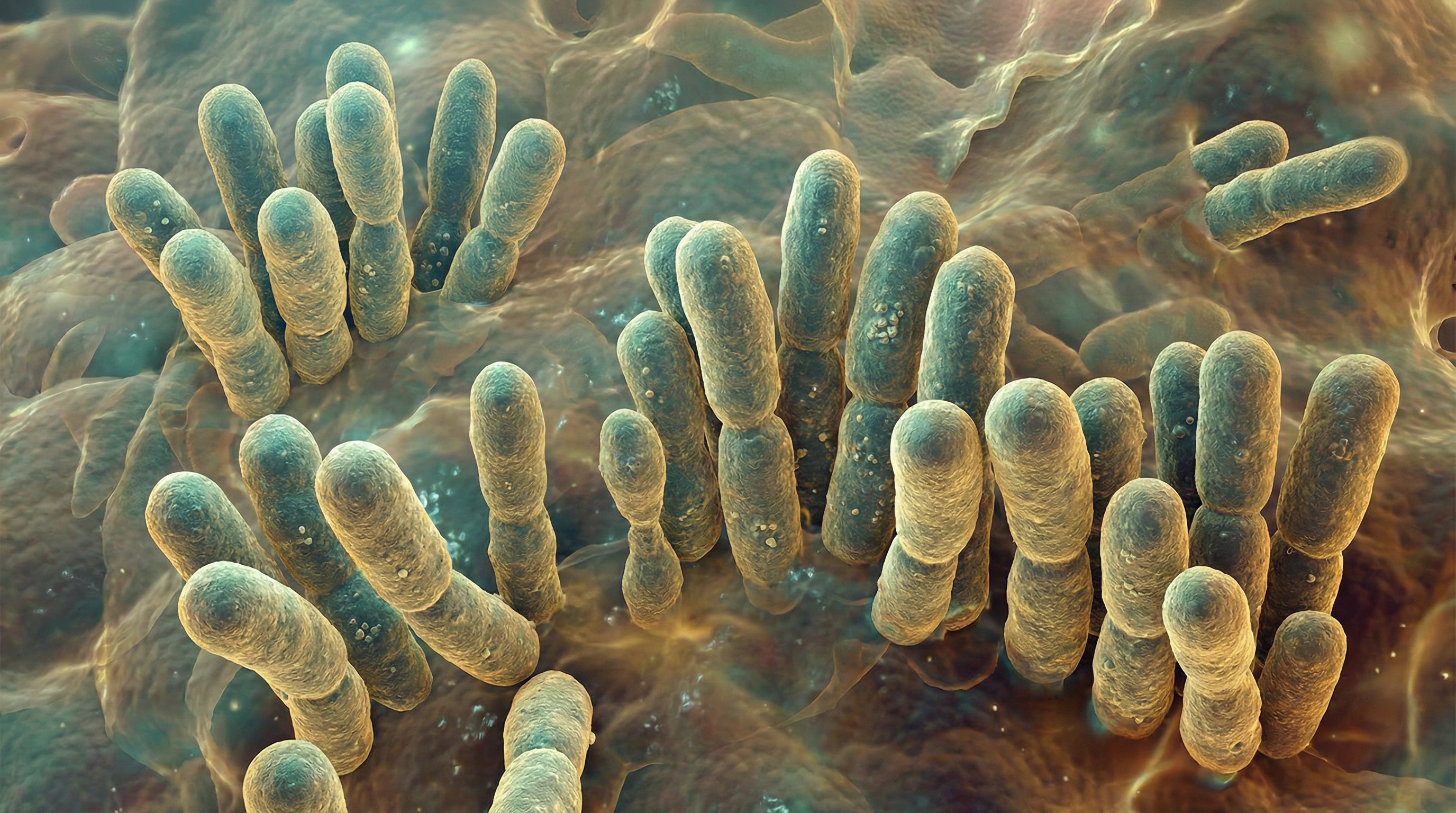 Scientifically accurate microscopy-style illustration of Corynebacterium jeikeium showing its characteristic gram-positive club-shaped rod bacterium in irregular palisade arrangements