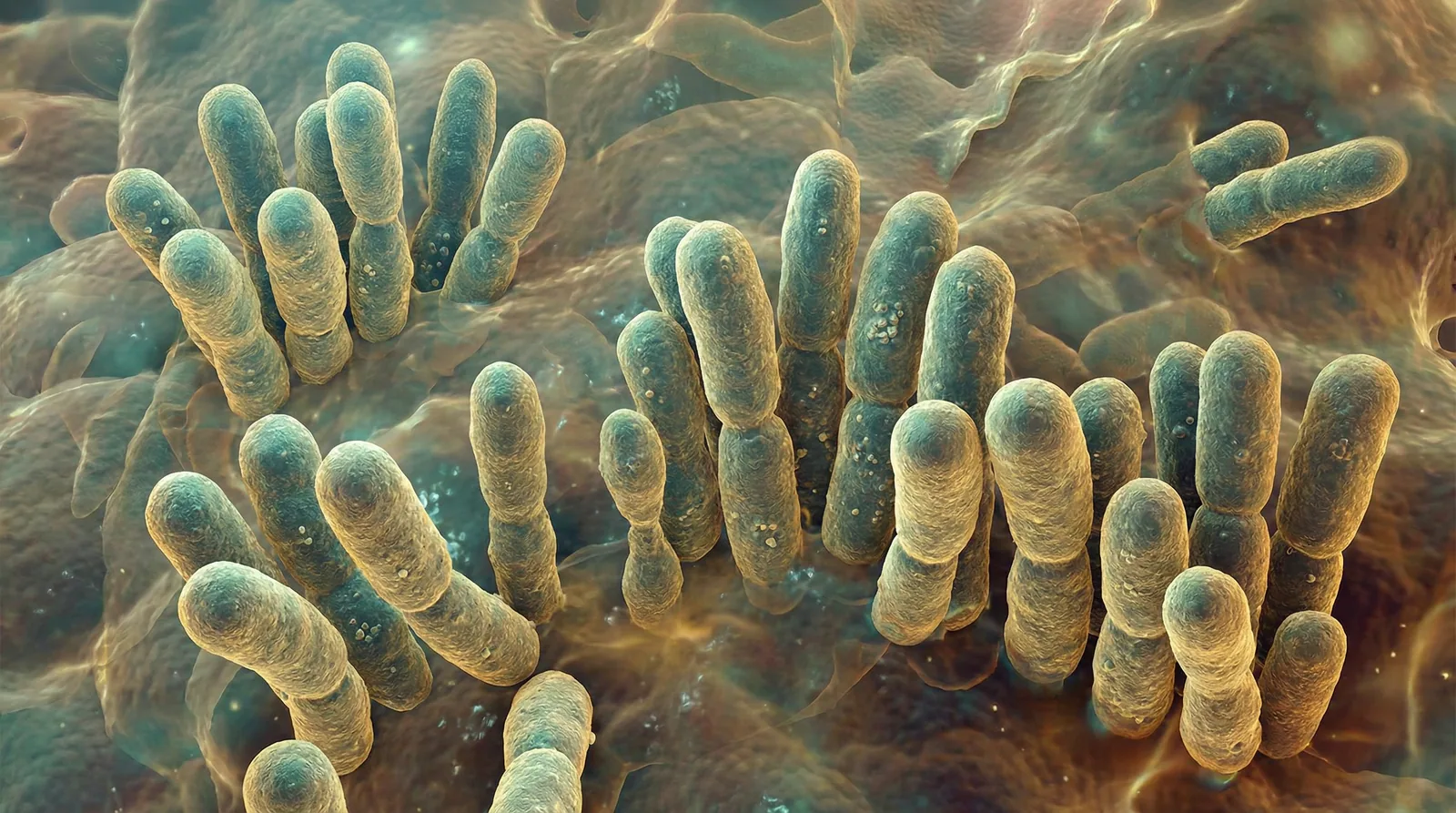 Scientifically accurate microscopy-style illustration of Corynebacterium jeikeium showing its characteristic gram-positive club-shaped rod bacterium in irregular palisade arrangements