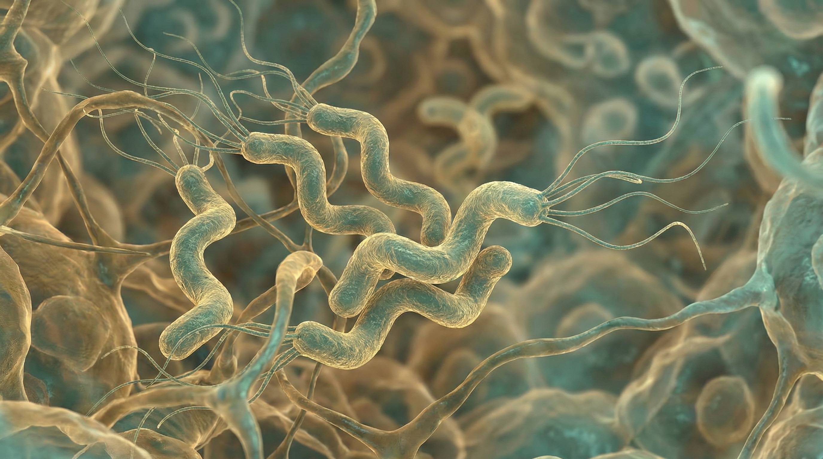 Scientifically accurate microscopy-style illustration of Helicobacter pylori showing its characteristic gram-negative spiral or curved rod with multiple unipolar sheathed flagella