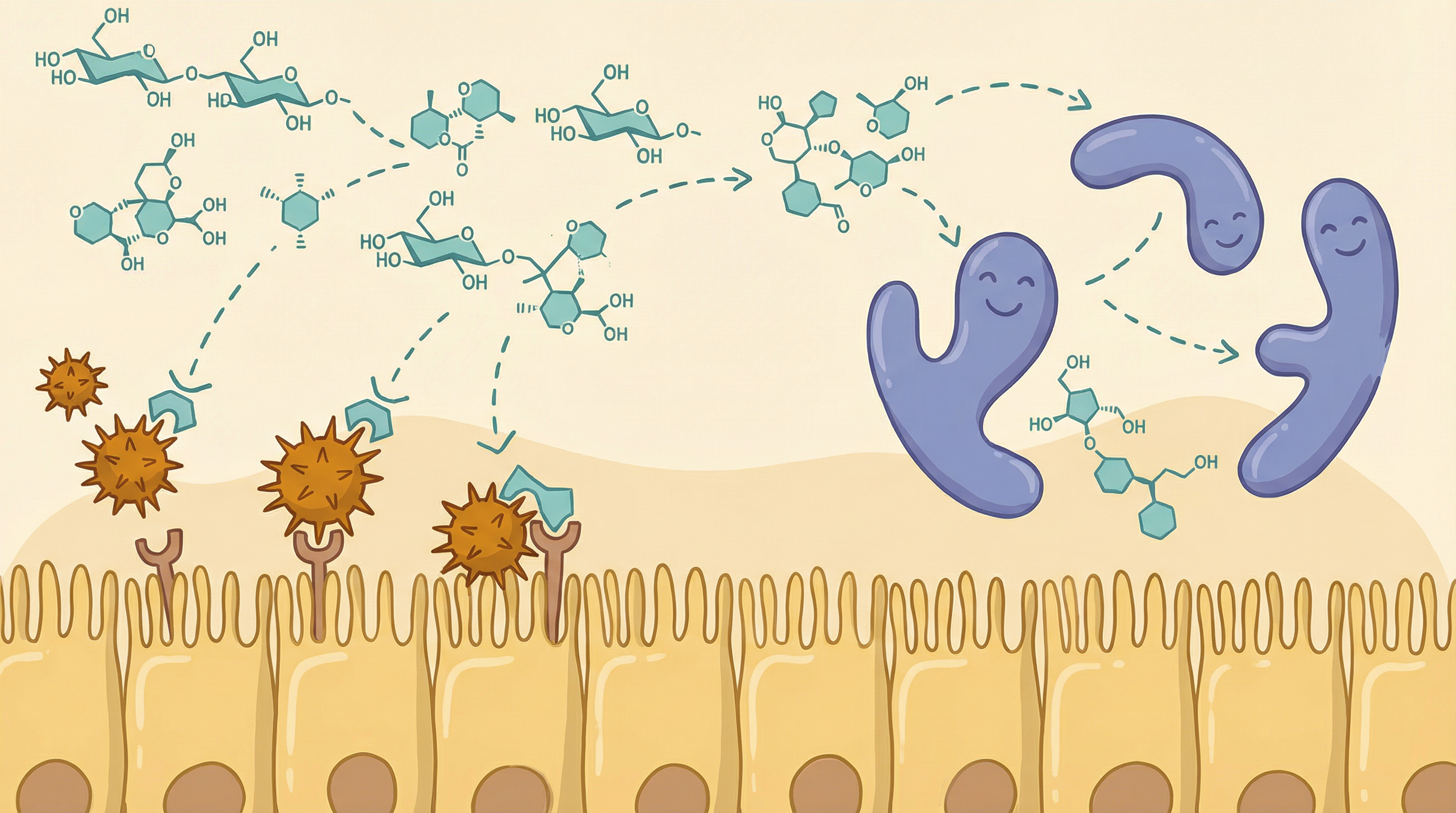 Scientific illustration of HMOs acting as decoy receptors blocking pathogen attachment to intestinal cells while feeding beneficial bacteria