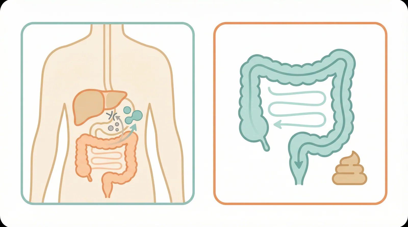 Medical illustration showing lactulose's dual role as both a prebiotic and a treatment for hepatic encephalopathy and constipation